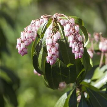 Pieris japonica