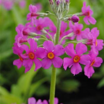 Primula beesiana