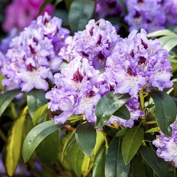 Rhododendron 'Blue Peter'