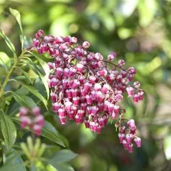 Pieris japonica