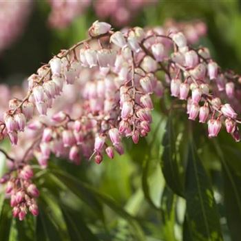 Pieris japonica