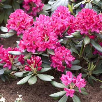 Rhododendron 'Nova Zembla'