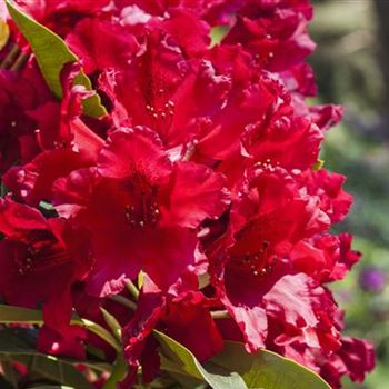 Rhododendron 'Nova Zembla'