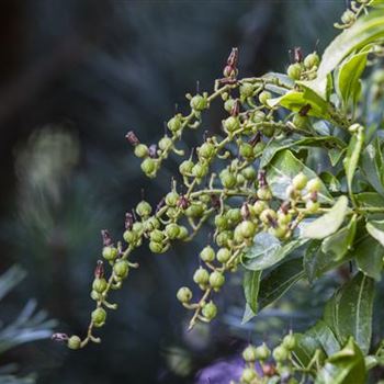 Pieris japonica