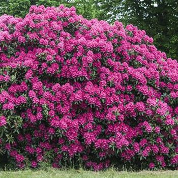 Rhododendron 'Nova Zembla'