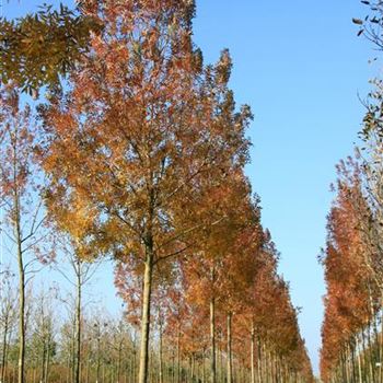 FARA_Sol_baum_5xv_200-300x35-40x500-700_G_ESCH825_22_10_07_20708.jpg