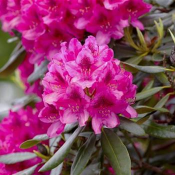 Rhododendron 'Nova Zembla'