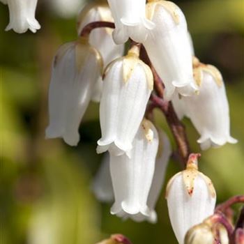 Pieris japonica