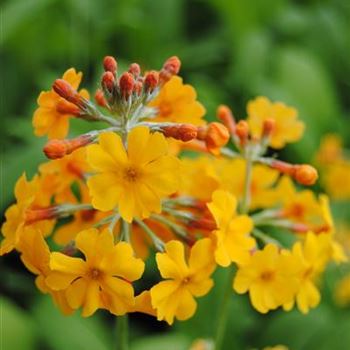 Primula bulleyana