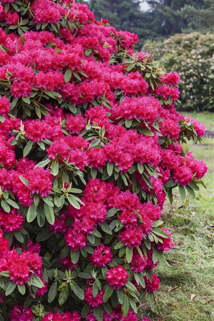 Rhododendron 'Nova Zembla' von Bruns Pflanzen