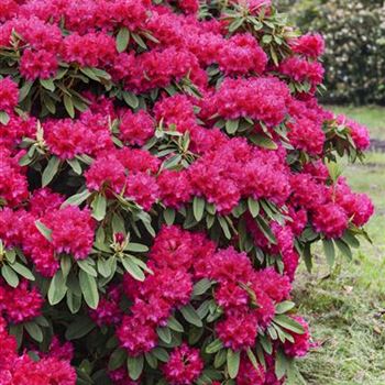 Rhododendron 'Nova Zembla'