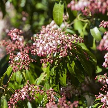 Pieris japonica