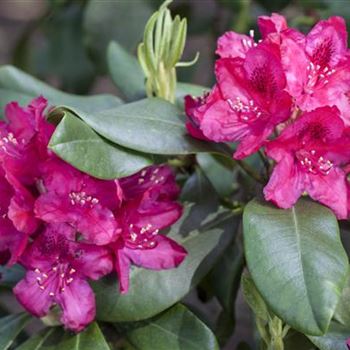 Rhododendron 'Nova Zembla'