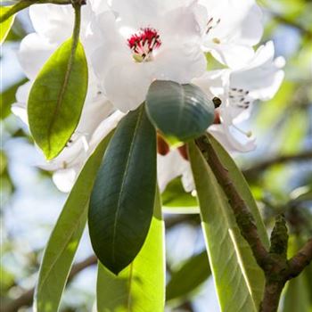 Rhododendron calophytum