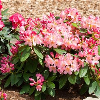 Rhododendron yakushimanum 'Percy Wiseman'