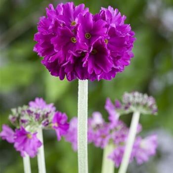 Primula denticulata