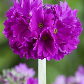 Primula denticulata