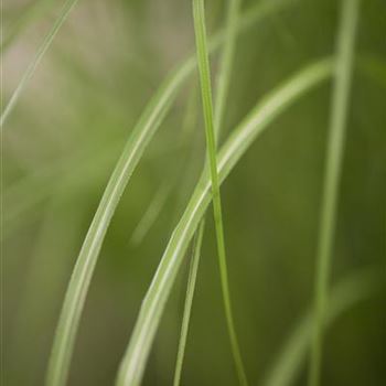 Miscanthus sinensis 'Gracillimus'