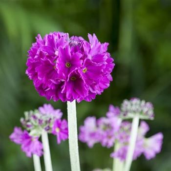 Primula denticulata