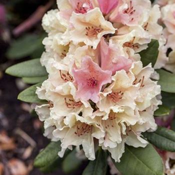 Rhododendron yakushimanum 'Percy Wiseman'