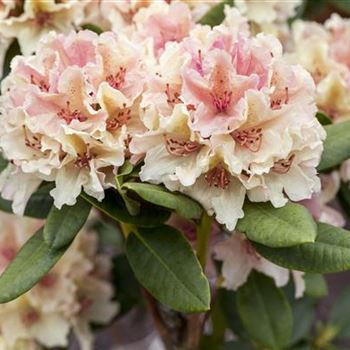 Rhododendron yakushimanum 'Percy Wiseman'