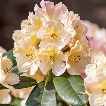 Rhododendron yakushimanum 'Percy Wiseman'