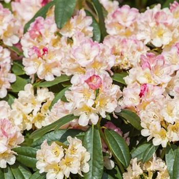 Rhododendron yakushimanum 'Percy Wiseman'