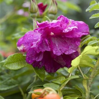 Rosa rugosa