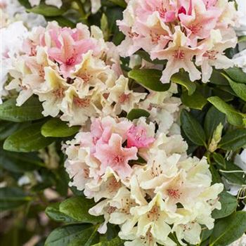 Rhododendron yakushimanum 'Percy Wiseman'