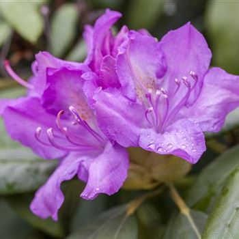 Rhododendron 'Catawbiense Boursault'