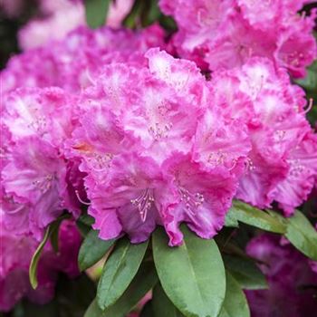 Rhododendron yakushimanum 'Polaris'