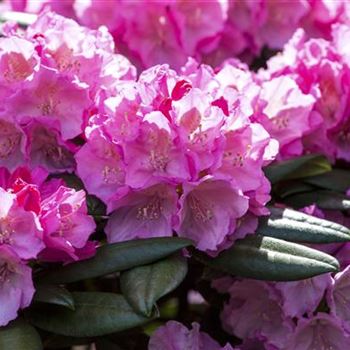 Rhododendron yakushimanum 'Polaris'