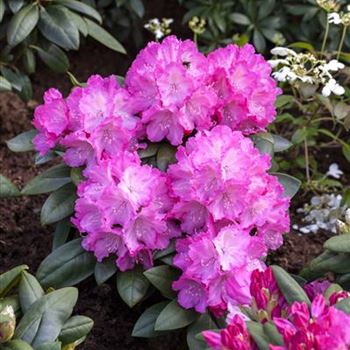 Rhododendron yakushimanum 'Polaris'