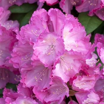 Rhododendron yakushimanum 'Polaris'