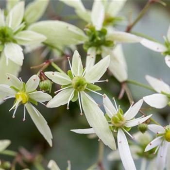 Saxifraga cortusifolia var. fortunei