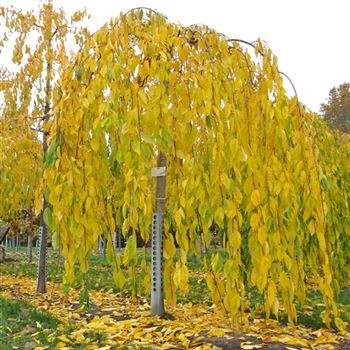 PSPE_Sol_baum_4xv_150-200x20-25_R-1135_30_10_09_jh_31871.jpg