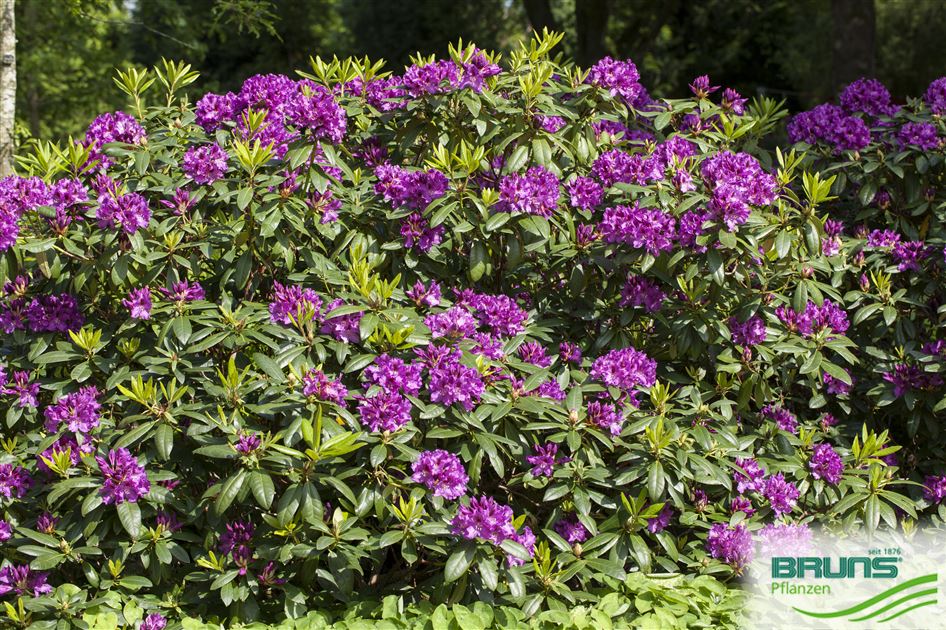 Rhododendron Inkarho (R) 'Rasputin' von Bruns Pflanzen