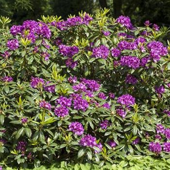 Rhododendron 'Rasputin'