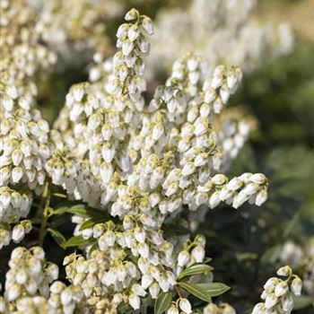 Pieris japonica 'Debutante'