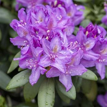 Rhododendron 'Catawbiense Boursault'