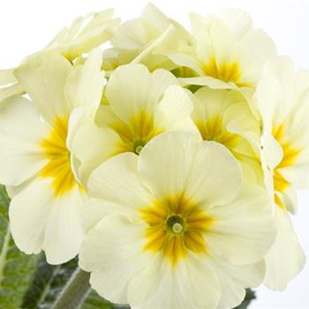 Primula elatior