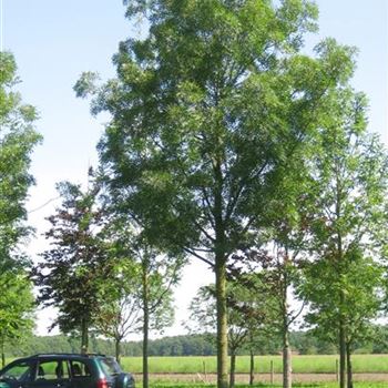 FARA_Sol_baum_6xv_300-400x50-60x700-900_G_ESCH842_2_21_07_09_30088.jpg