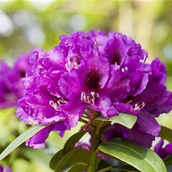 Rhododendron 'Rasputin'