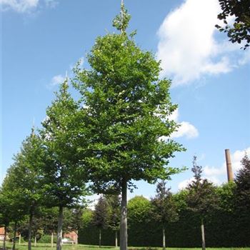 FSY_Sol_baum_6xv_300-400x50-60x500-700_G-810_02_10_14_kd_39503.jpg