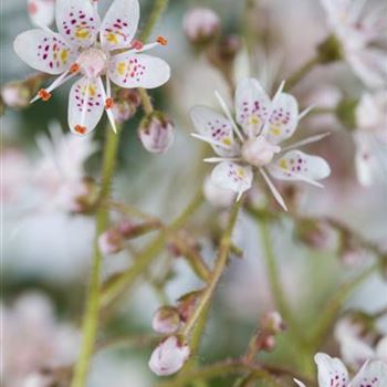 Saxifraga x urbium