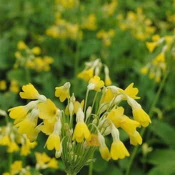 Primula florindae