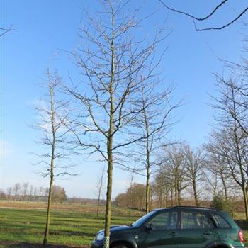 GTSU_Sol_baum_5xv_200-300x30-35x500-700_R-528_12_02_14_jh_40251.jpg