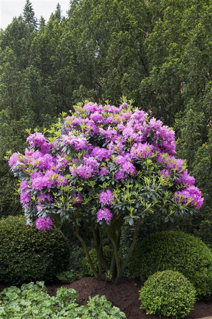 Rhododendron Inkarho (R) 'Roseum Elegans' von Bruns Pflanzen