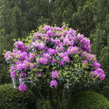 Rhododendron 'Roseum Elegans'