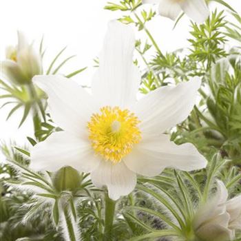 Pulsatilla vulgaris, weiß